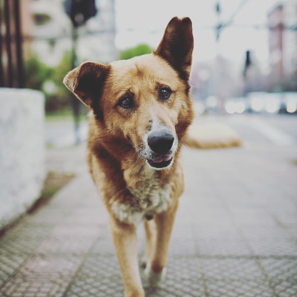 Mascotas a la calle: ¿Cómo ayudar?