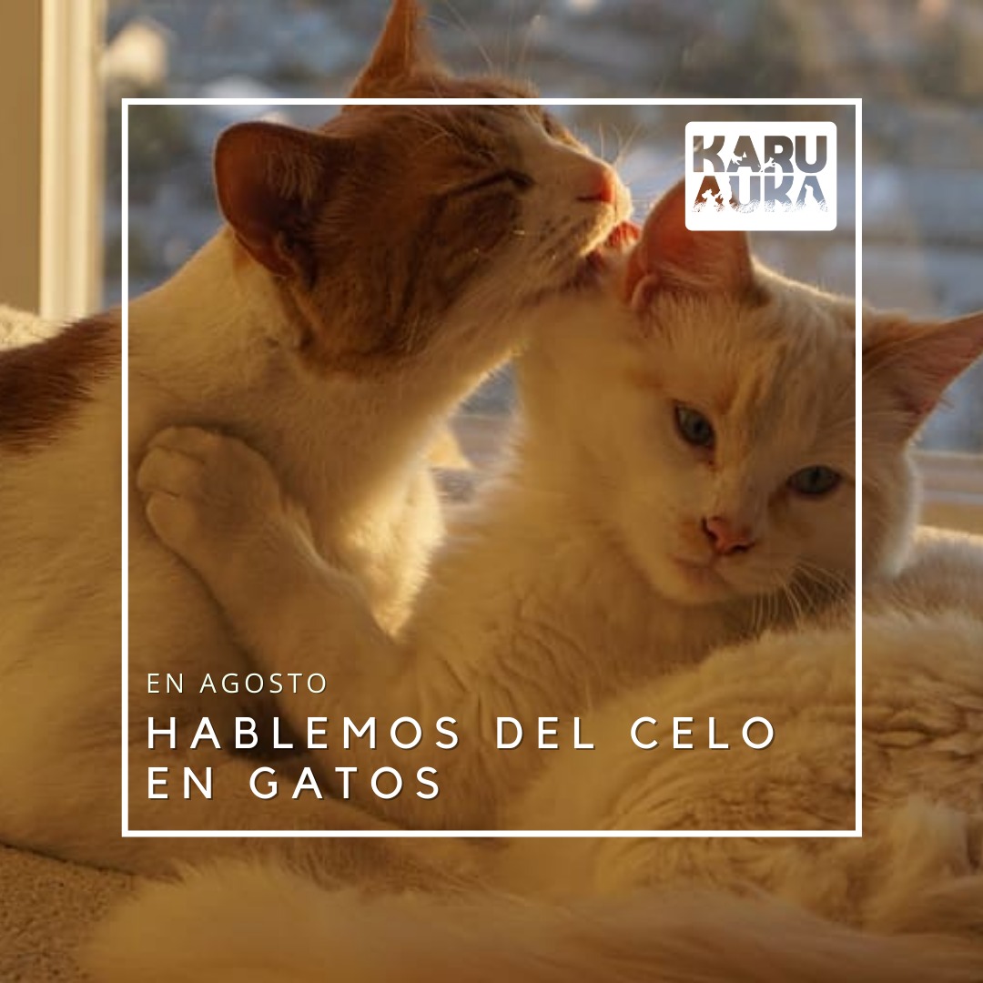 El celo en las gatas: todo lo que necesitas saber