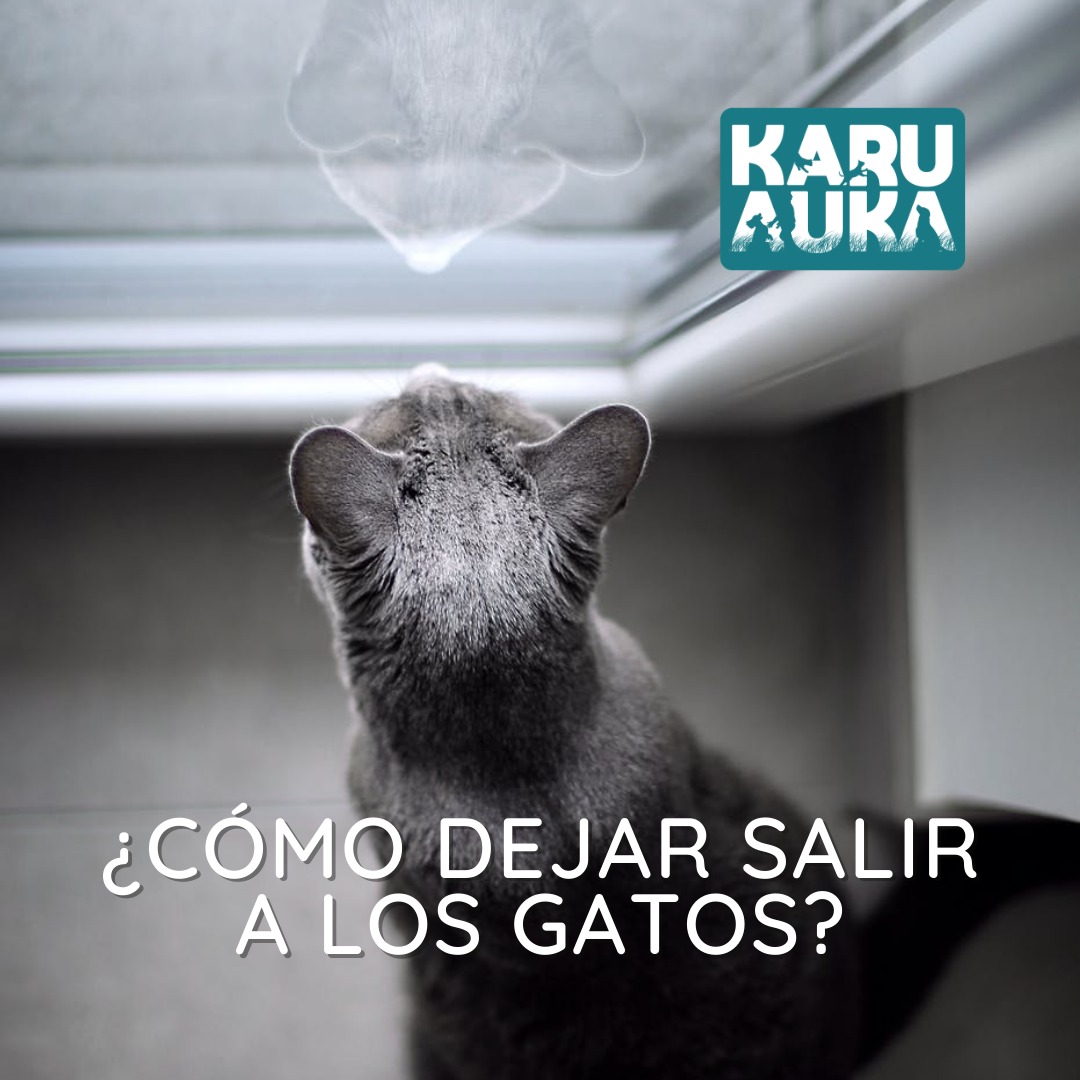 ¿Cómo dejar salir a mi gato?