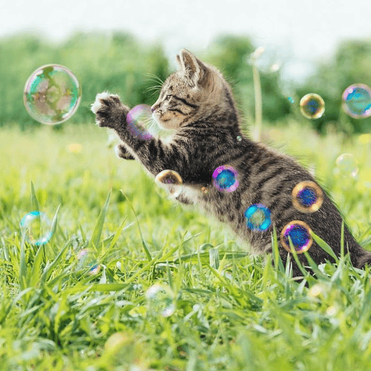Burbujas de Catnip