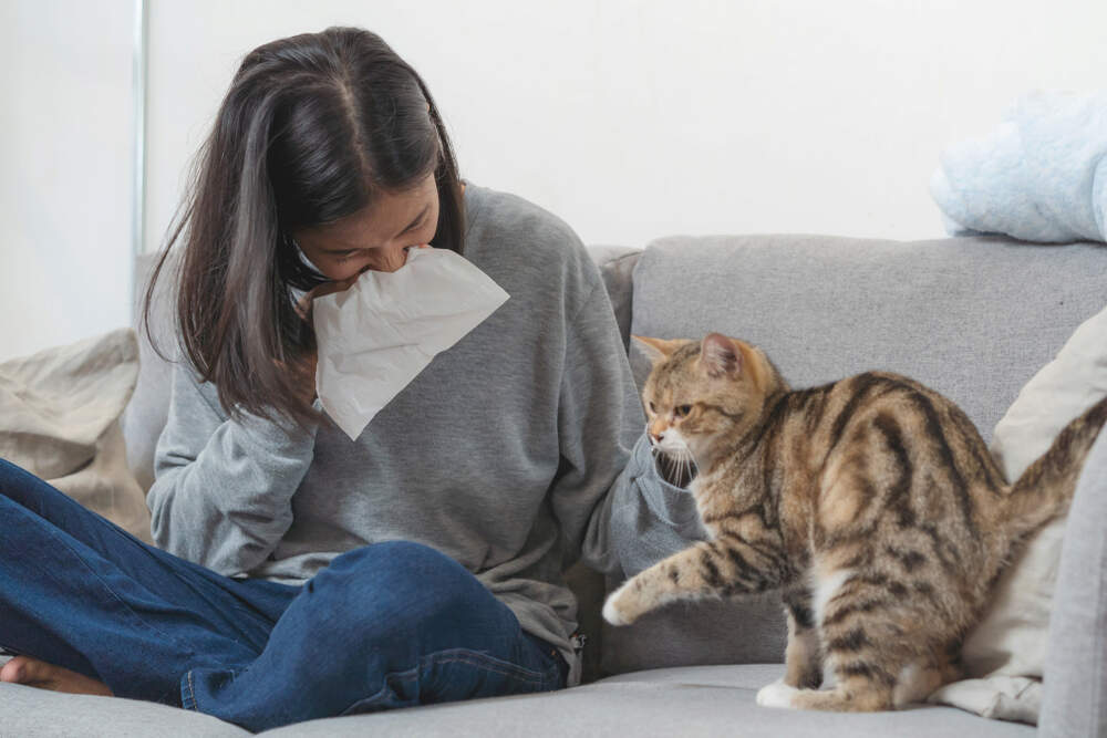 Gatitos hipoalergénicos: los gatitos que no dan alergia