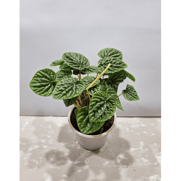 Peperomia 3