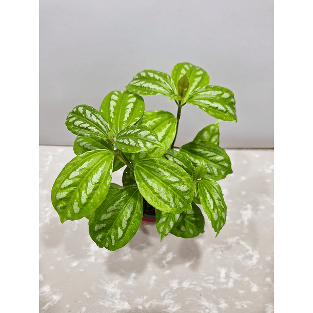 Pilea cardierei 3