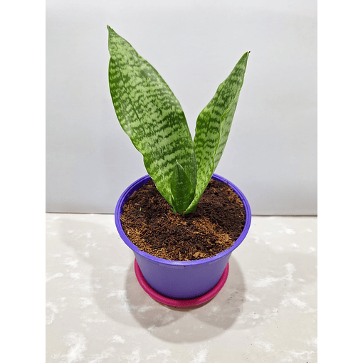 Lengua de Suegra (Sansevieria)