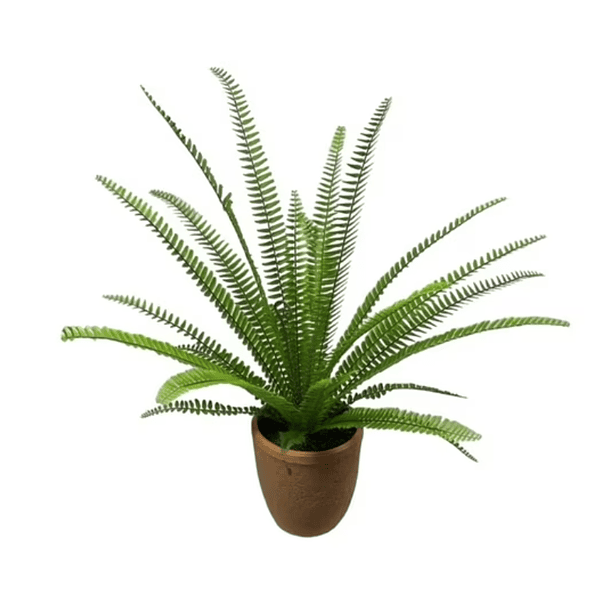 Helecho espada - Nephrolepis exaltata