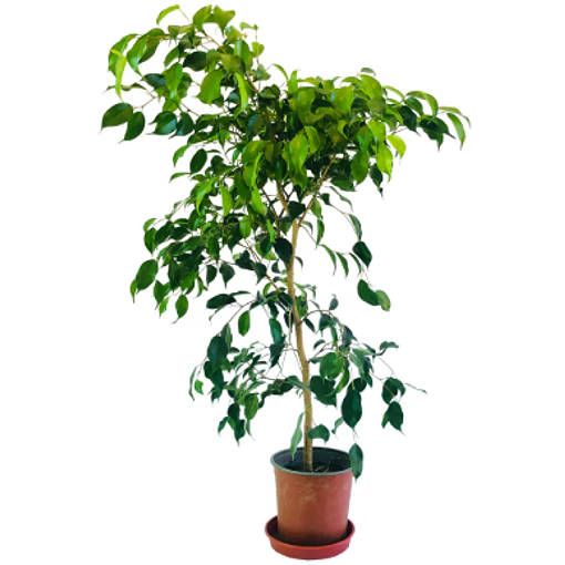 Ficus