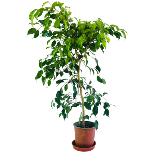 Ficus