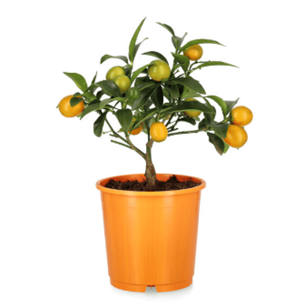 KUMQUAT