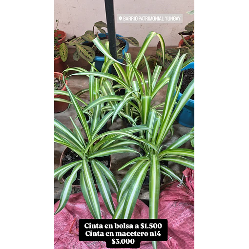 Cinta o "mala madre"