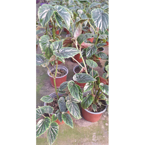 begonia allery