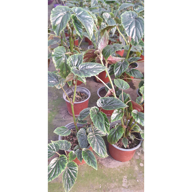 begonia allery