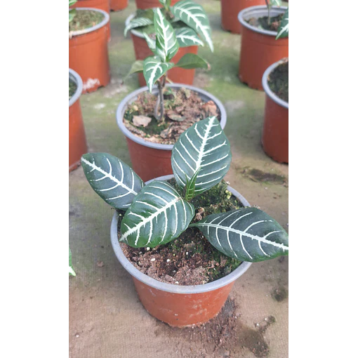 Afelandra