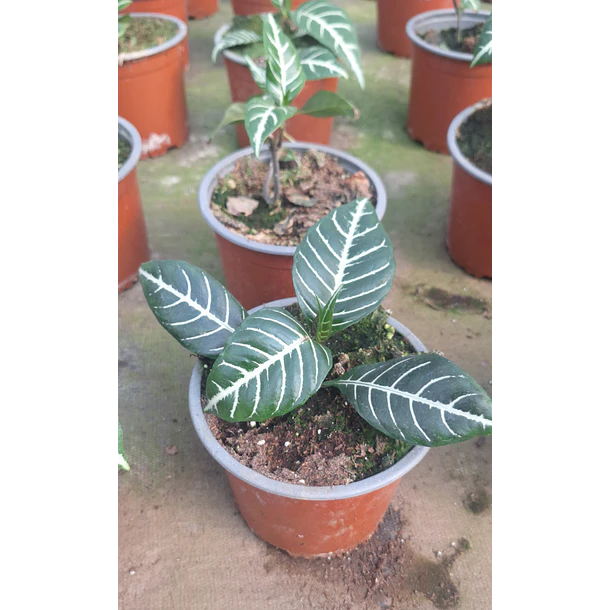 Afelandra