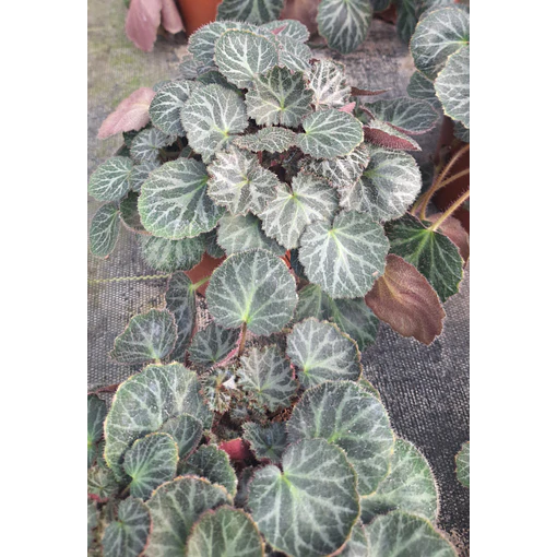 Saxifraga