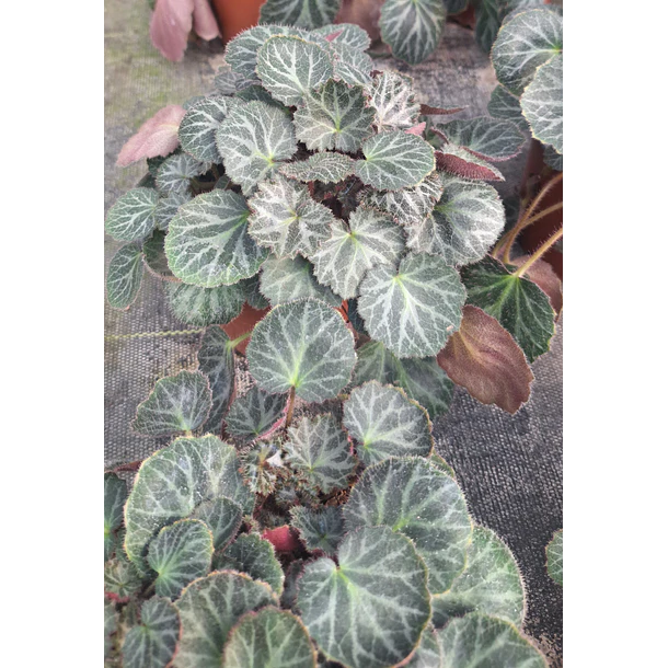 Saxifraga