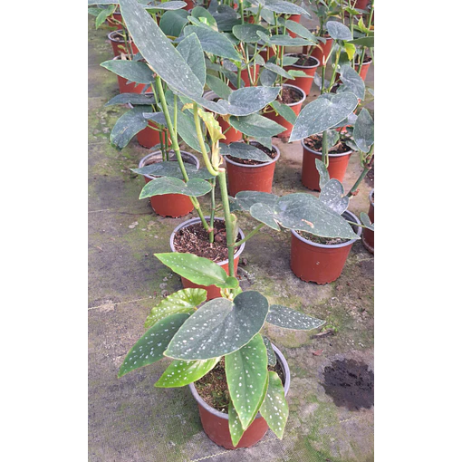 Begonia Corazon de Maria