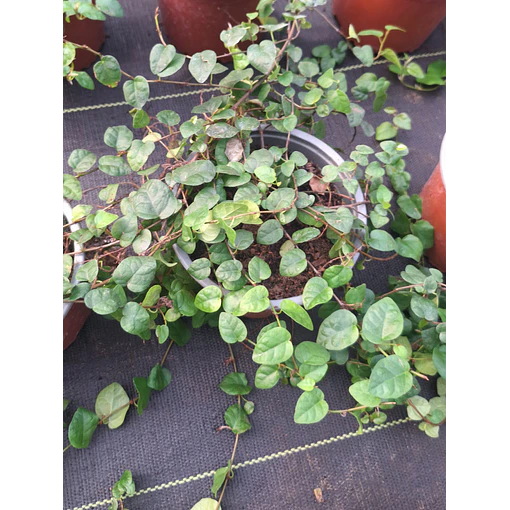 Ficus Repens