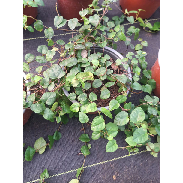 Ficus Repens