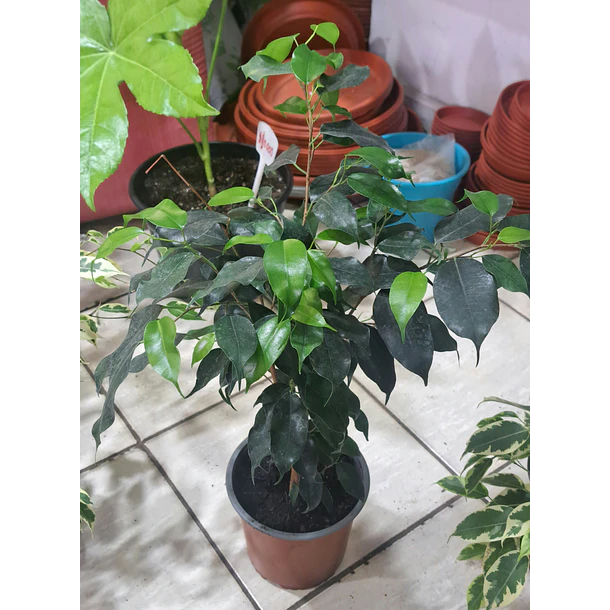 ficus Benjamina 