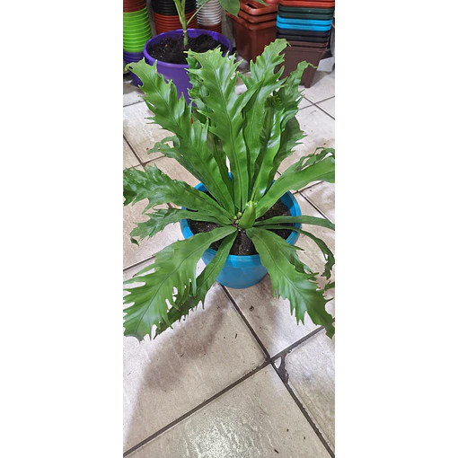 Helecho Asplenium o Nido de ave
