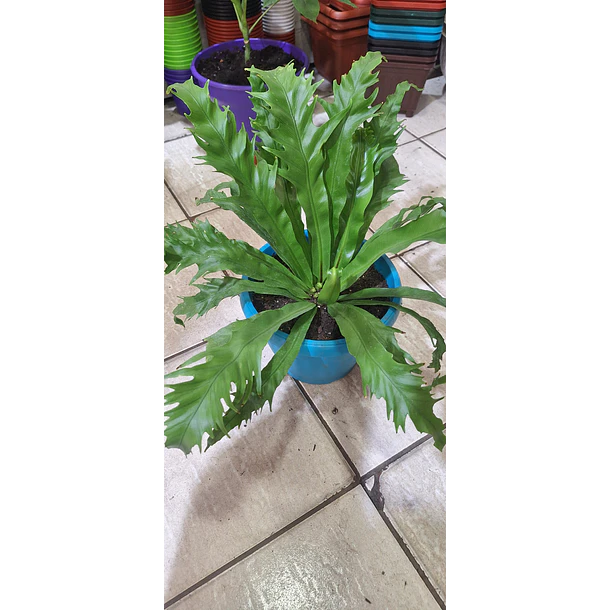 Helecho Asplenium o Nido de ave