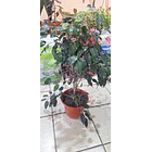 Ficus verde 1