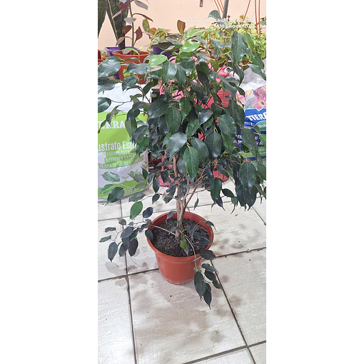 Ficus