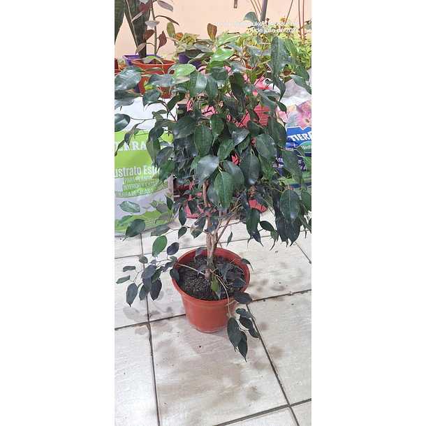 Ficus verde 1