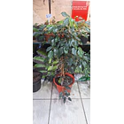 Ficus verde 2
