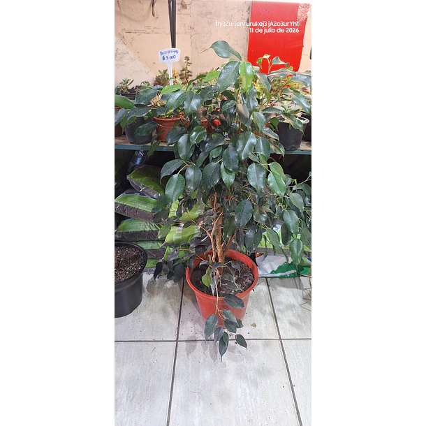 Ficus verde 2