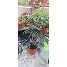 Ficus verde 3