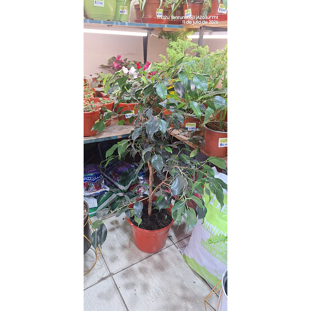 Ficus verde 3