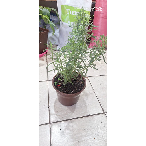 Lavanda