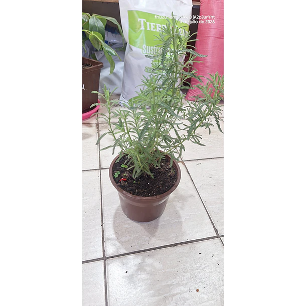 Lavanda