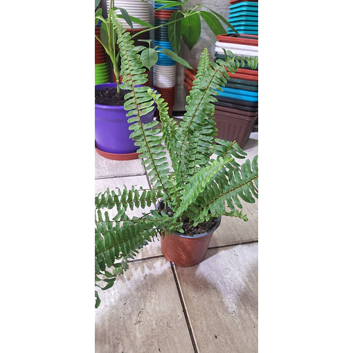 Helecho espada - Nephrolepis exaltata