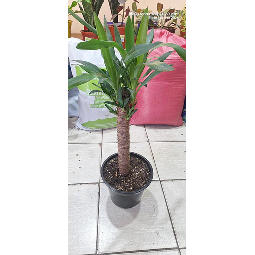 YUCA Palmera