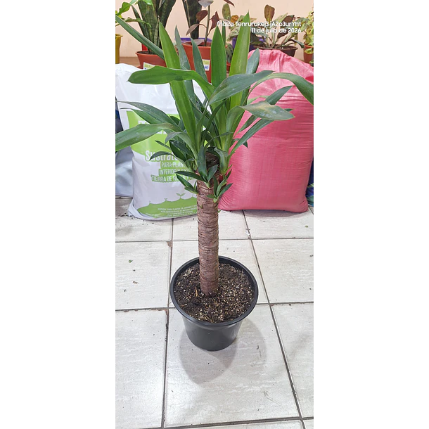 YUCA Palmera