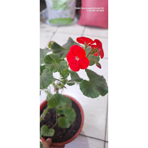 CARDENAL 3
