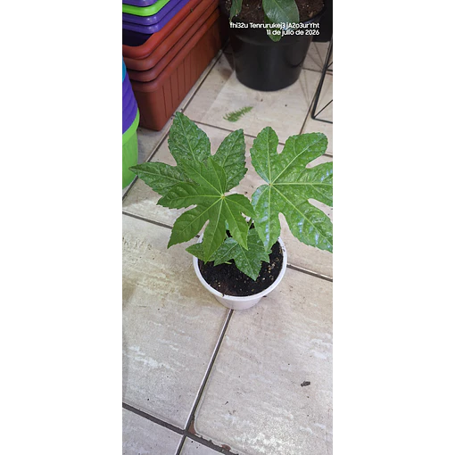 aralia japonica
