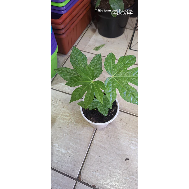 aralia japonica