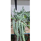 Suculenta Huernia 1