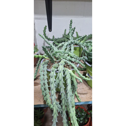 Suculenta Huernia