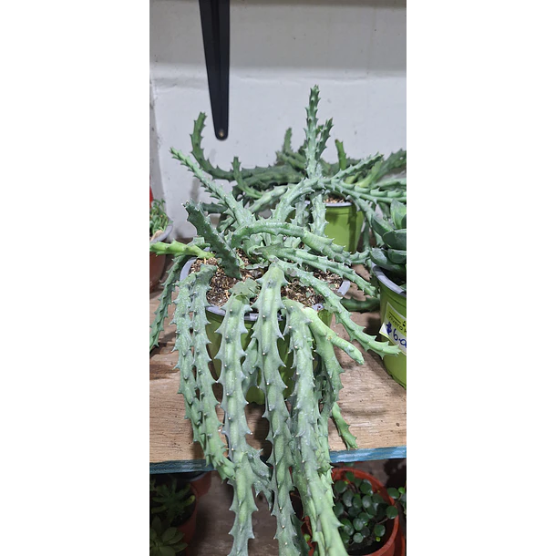 Suculenta Huernia 1