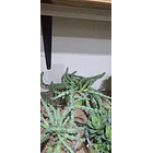 Suculenta Huernia 2