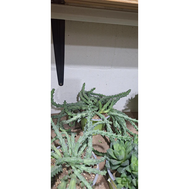 Suculenta Huernia 2