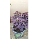 Oxalis 1