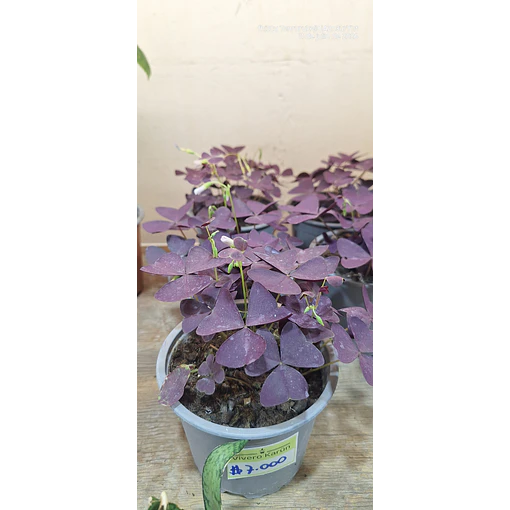 Oxalis