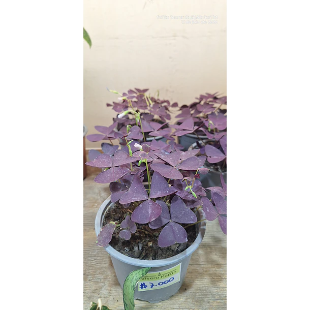 Oxalis 1