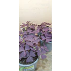 Oxalis 2