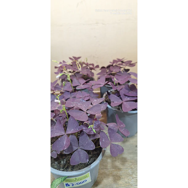 Oxalis 2